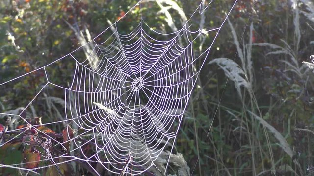 Altweibersommer Spinnennetz