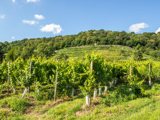 Weinberge