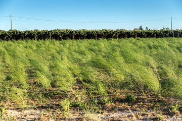 Asparagi coltivati nel Tavoliere di Puglia