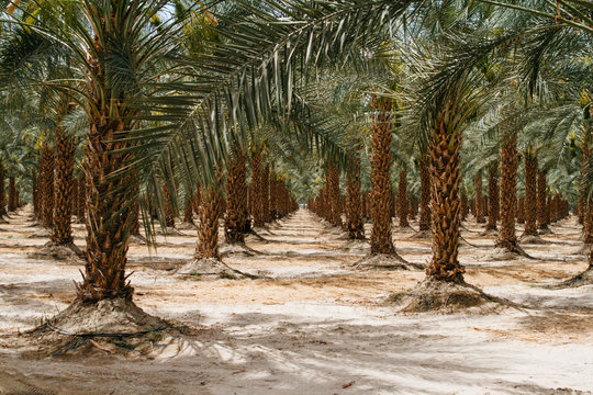 row of palm trees
