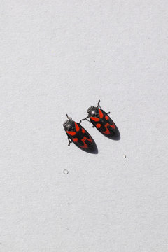 Two black-and-red froghoppers and the drops they produced