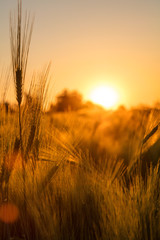 Fototapeta premium Pole farmy jęczmienia w Golden Sunset lub Sunrise