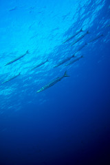 barracudas