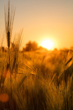 Fototapeta Barley Farm Field at Golden Sunset or Sunrise