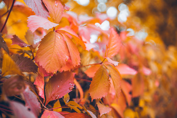 yellow leaves of ivy