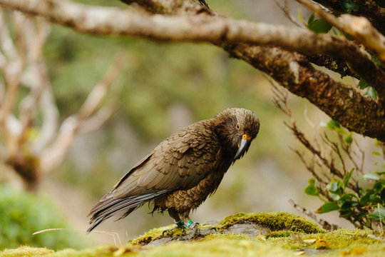 A Kea bird in it's natural setting, a mountaintop in New Zealand