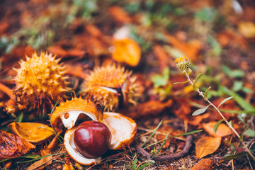 horse chestnut buckeye conker outside in the wood