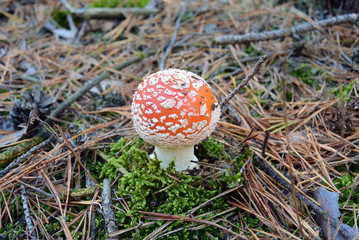 Red fly agaric mushroom or toadstool in the autumn forest. Latin name is Amanita muscaria. Toxic mushroom