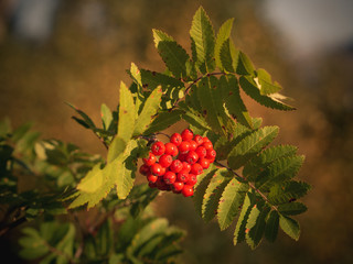 berries of rowan or mountain-ashes