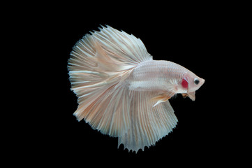 beautiful betta splendens isolated on black background