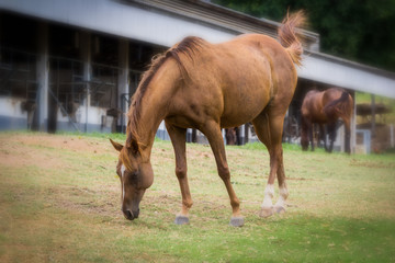 horses eating in green grass field