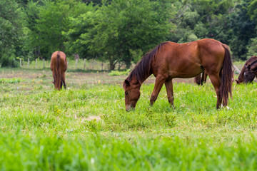 horses eating in green grass field