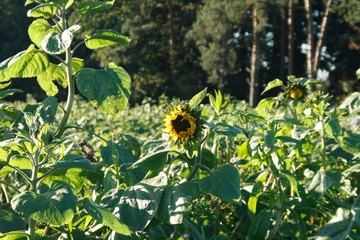 Herbstliche Natur