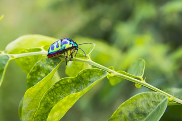 Green Bug (Chrysocaris stollii) on green leaf.