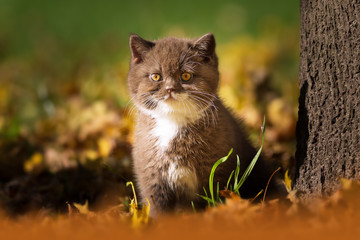 BKH Kitten sitzt an einem Baum im Herbst - gelbe Blätter