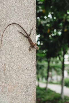 Lizard on wall