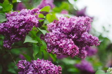 Beautiful spring lilac blossoms in the Brooklyn Botanic Garden