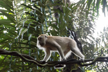 Small monkey sitting and playing on a tree