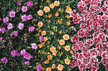 Colorful summer plants background