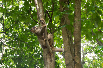 Slow Loris playing on a tree