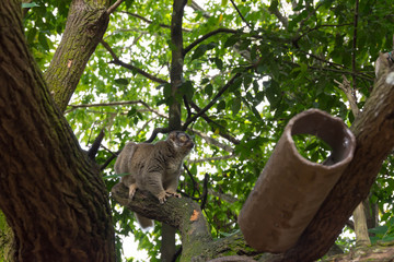 Slow Loris playing on a tree
