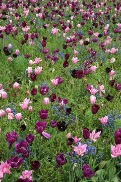 Spring border in the garden, with a mix of tulips