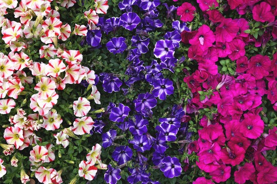Colorful summer plants background