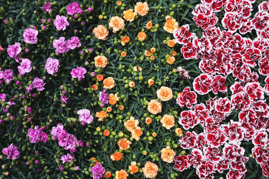 Colorful summer plants background