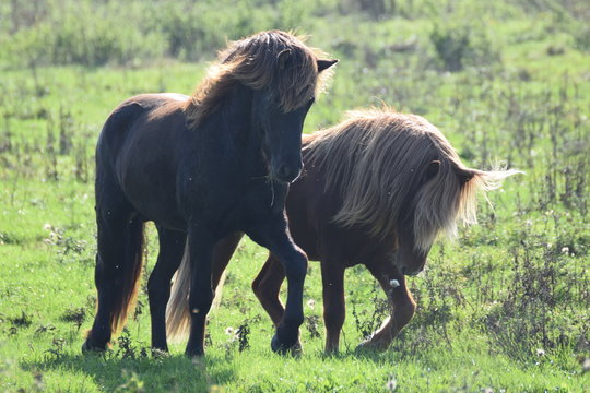 Wild horses in a field of grass in the netherlands