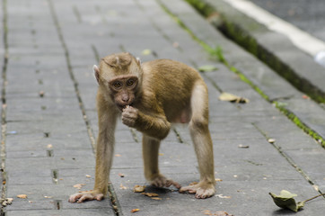 monkeys on hill of Phuket 