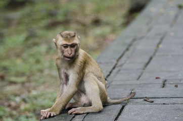 Naklejka na ściany i meble monkeys on hill of Phuket 