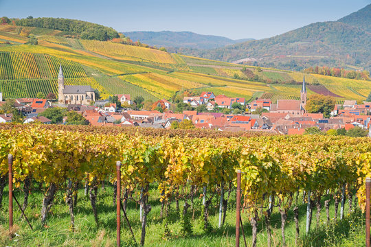Herbst in Birkweiler an der deutschen Weinstra&szlig;e