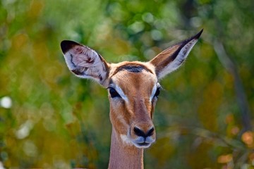 Impala