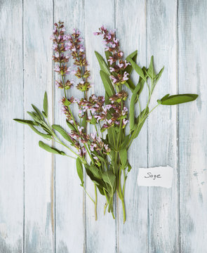 Freshly Cut Sage Plant With Blooms
