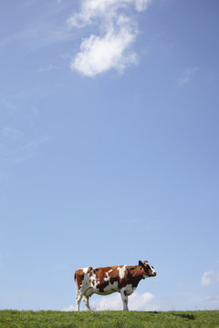Holstein cow on dike