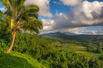 Fototapeta na wymiar Taro fields in beautiful Hanalei Valley Kauai, Hawaii