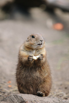 Prairie Dog