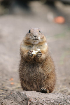 Prairie Dog