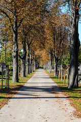 Alley at cemetery Vienna, Austria