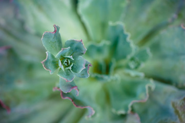 Green Succulent
