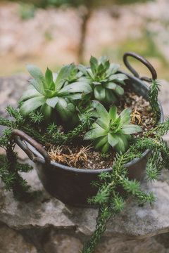 Pretty little vintage pot full houseleek decoration