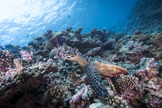 Sea turtle