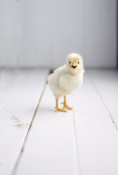 baby chicken on white wooden rustic background, squawking to camera