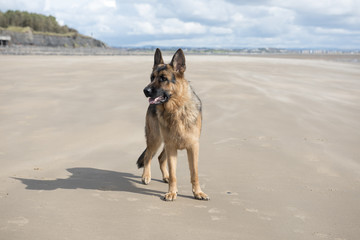 Happy Alsatian dog playing on a sandy beach on a sunny day  