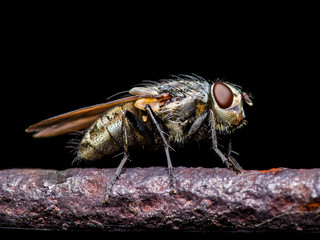 Meat Fly Insect On Dark Background