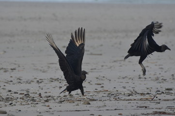 Urubu vulture, Vautours urubus noirs (Coragyps atratus), amérique centrale