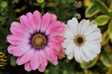 Obraz premium Naturaleza viva