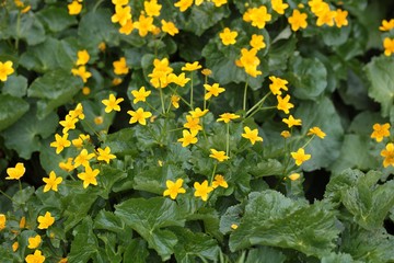 Marsh Marigolds