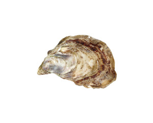 huître,creuse,fraîche,isolé,détourée