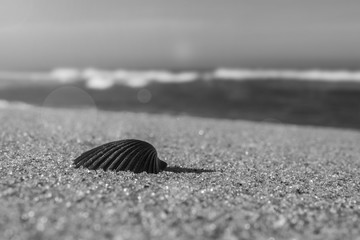 Shell on beach sand jersey shore tropical island travel and vacation concept.  Warm sun and ncie...